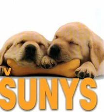 Šunys